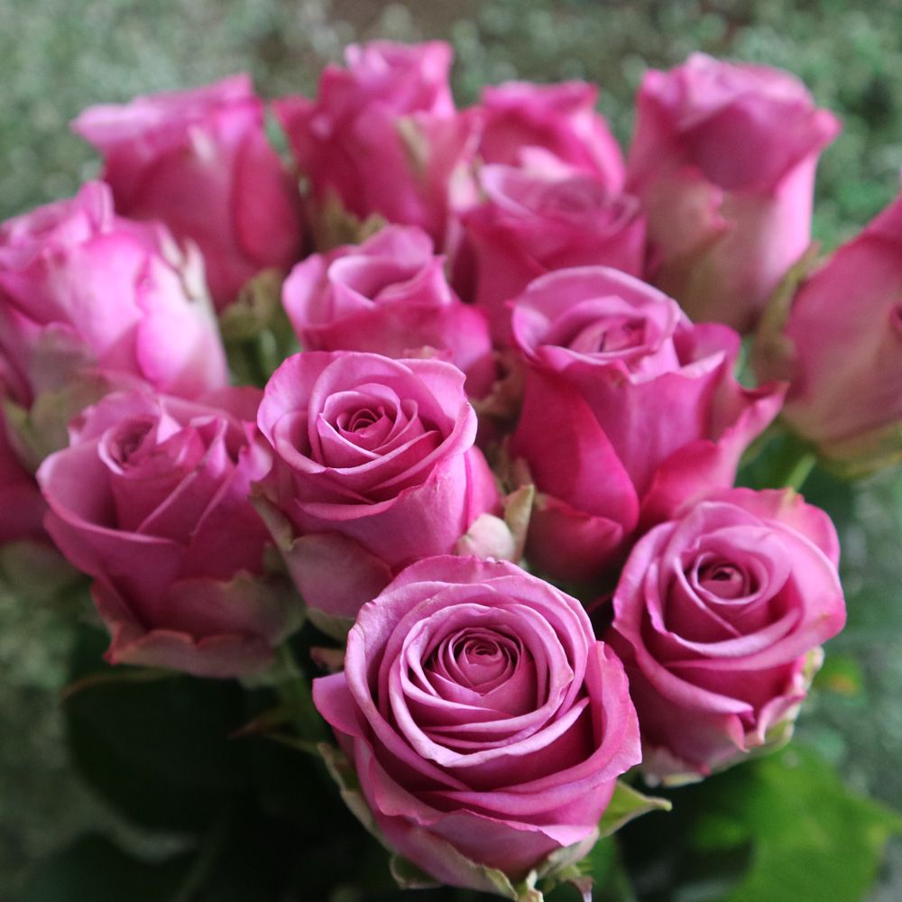 怎么醒玫瑰花视频 e28b529d-3552-4cb1-89be-8c78651e9803.jpg