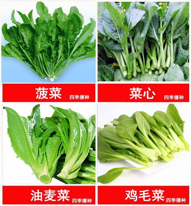 四季播种蔬菜种子阳台大棚菜籽黄瓜生菜西红柿草莓韭菜盆栽菜种子L