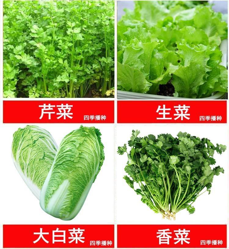 四季播种蔬菜种子阳台大棚菜籽黄瓜生菜西红柿草莓韭菜盆栽菜种子L