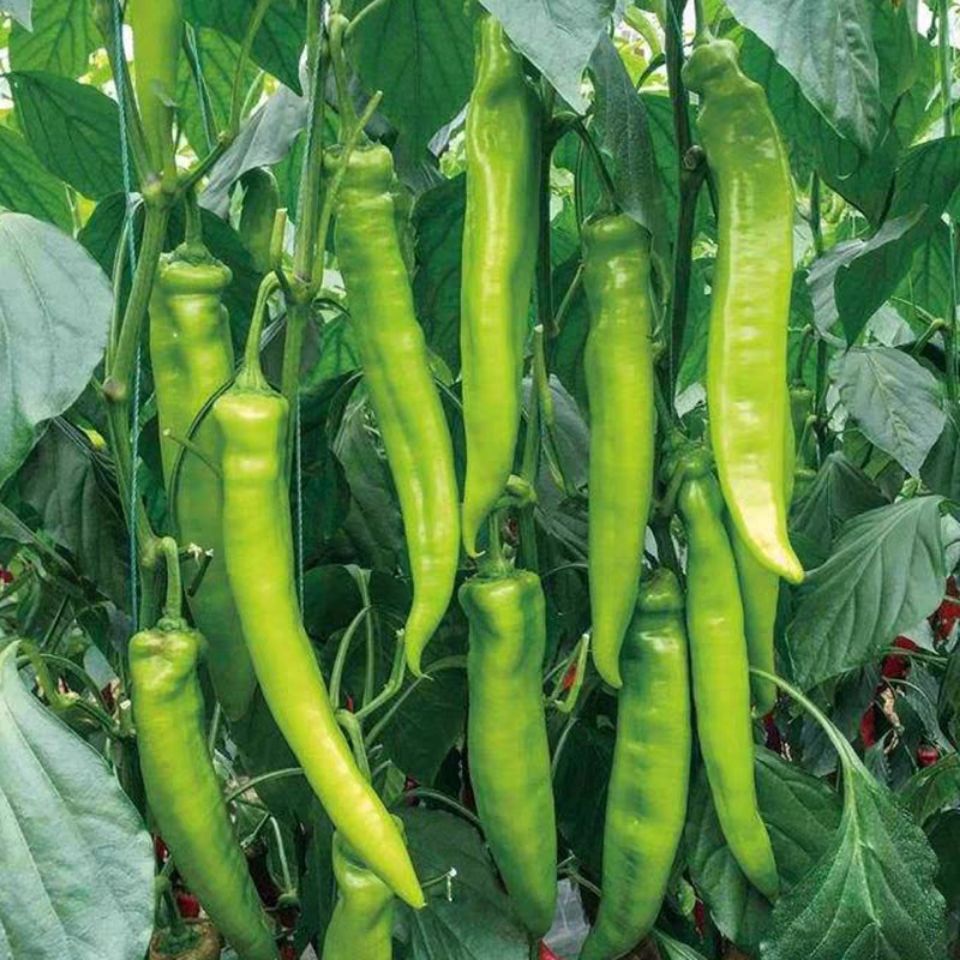 辣椒新鲜 绿尖椒 新鲜蔬菜 虎皮尖椒现摘现发 寿光温室大棚