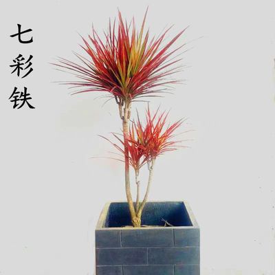 七彩龙铁盆栽绿植七彩万年木龙血树办公桌观叶植物净化空气好养