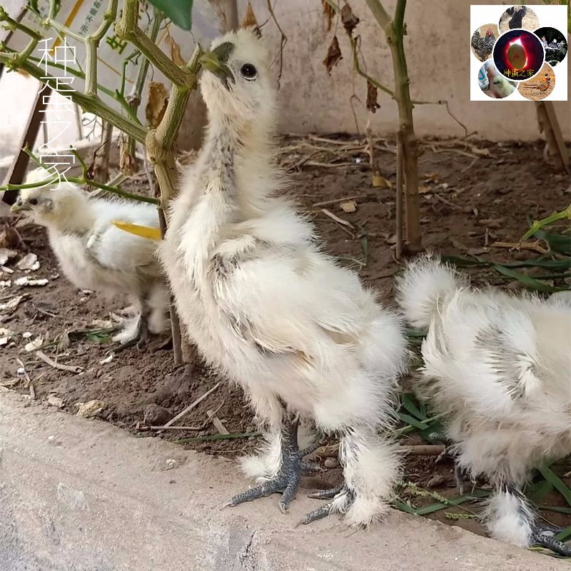 10枚包邮泰和乌鸡受精蛋种蛋江西白凤乌骨鸡可孵化小鸡苗农场直销