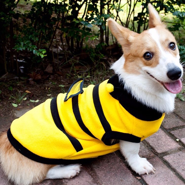 Dog Corgi clothes autumn and winter Teddy pet clothes winter Bomei small dog fadou corgi dog clothes