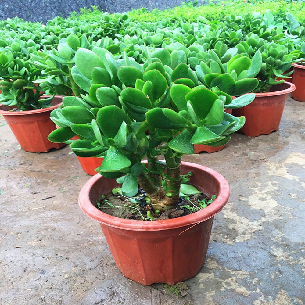 客廳花卉盆景盆栽綠植四季常青花苗玉樹