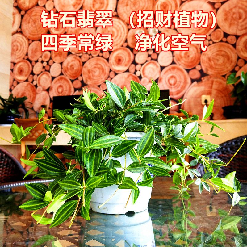 钻石翡翠植物吊兰盆栽室内吸甲醛花水培绿植垂吊花卉观花植物室内