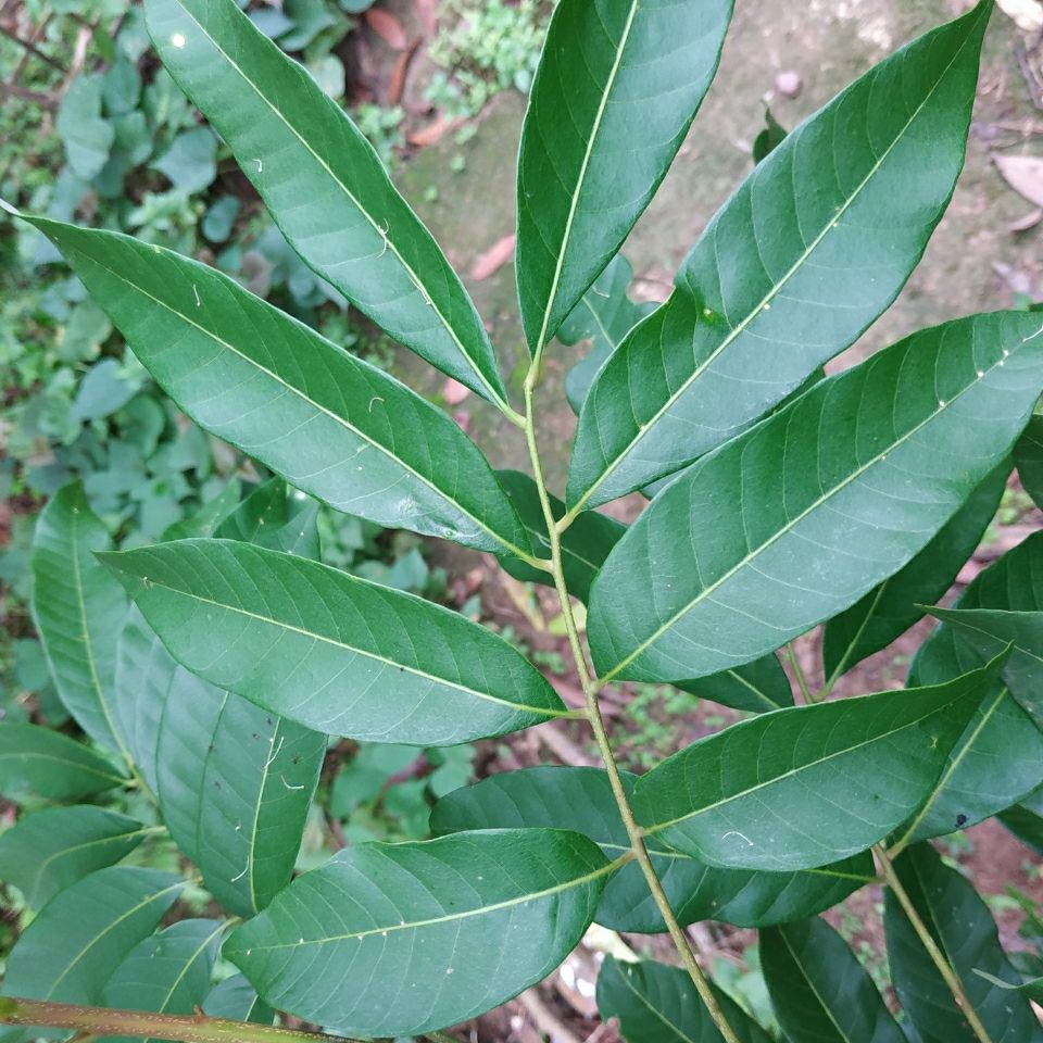 新鲜龙眼叶荔枝叶养龟乌龟缸造景植物龙眼叶子桂圆叶