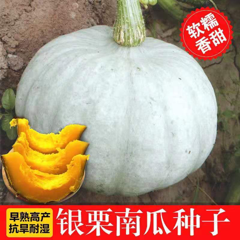 新疆银栗南瓜贵族贝贝粉糯甜农家金丝老粟银栗子味新鲜沙漠小南瓜