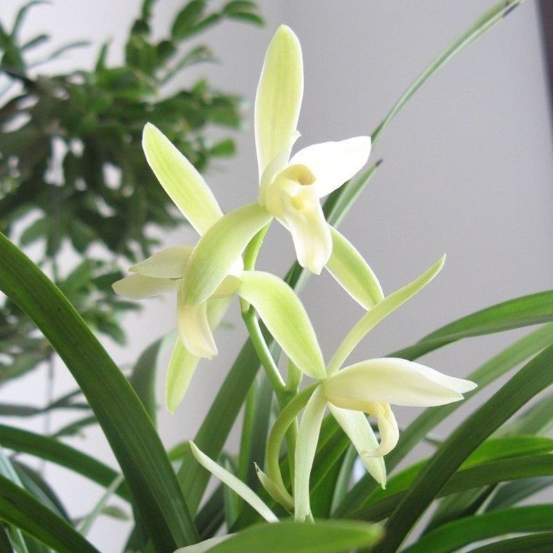 兰花苗 建兰观音素兰花浓香客厅绿植好养包邮四季兰花卉盆栽草