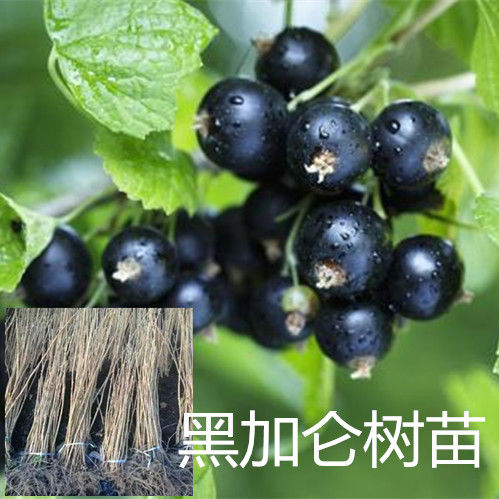 黑加仑树苗东北野生黑茶藨子种苗山野果黑醋栗浆果植物庭院盆栽