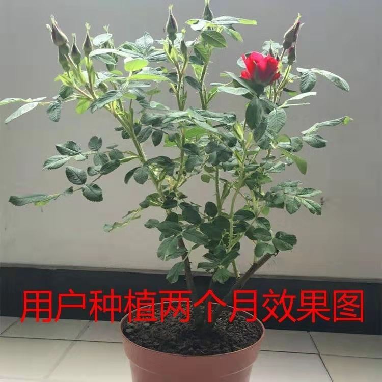 357d6839-ceb9-4778-ace8-9114aafe4d27.jpg