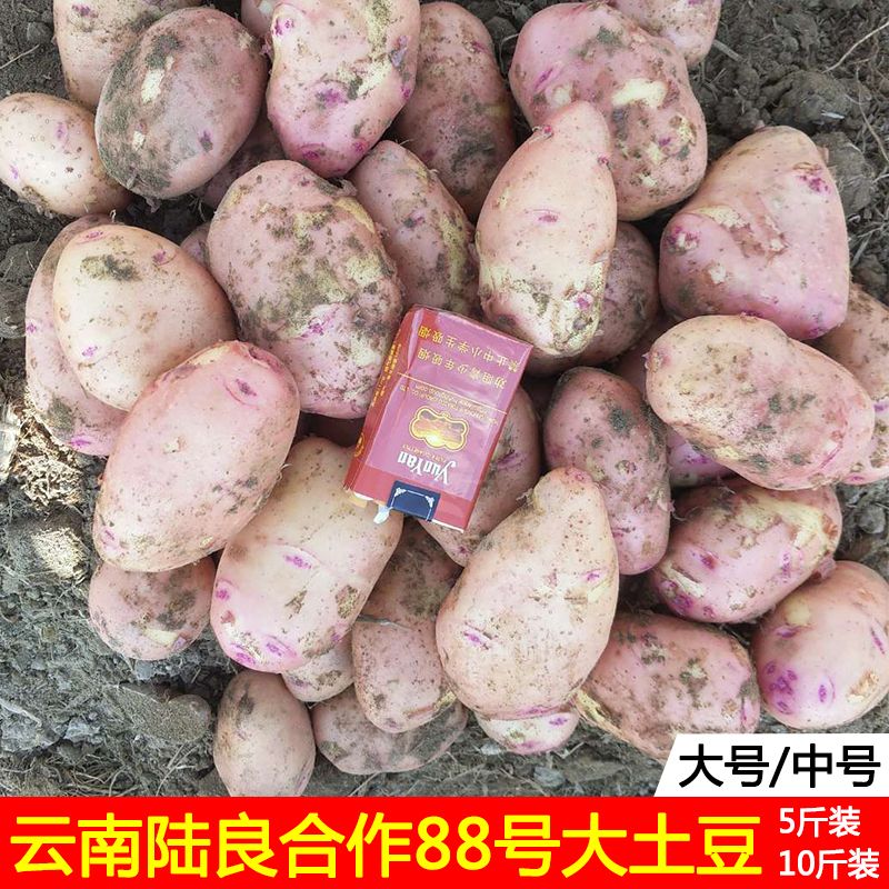 云南合作88号中大土豆红皮黄心黄肉马铃薯黄芯洋芋5/10斤净重新鲜