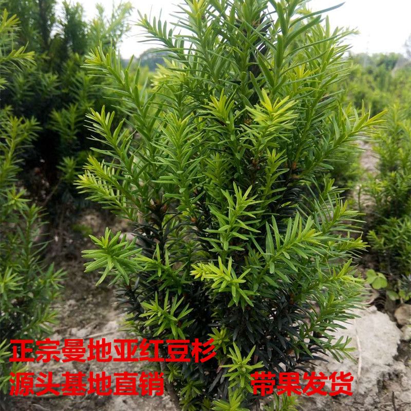 红豆杉树苗正宗曼地亚红豆杉盆景盆栽种苗小苗绿植庭院室内大型