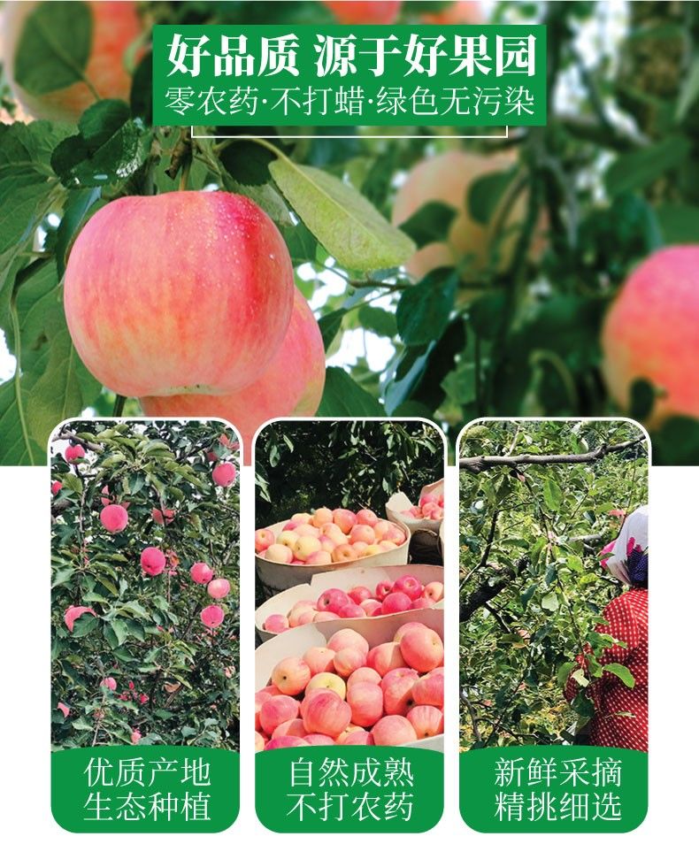 【脆甜多汁】正宗山东烟台红富士苹果水果新鲜10/5/3斤现摘现发