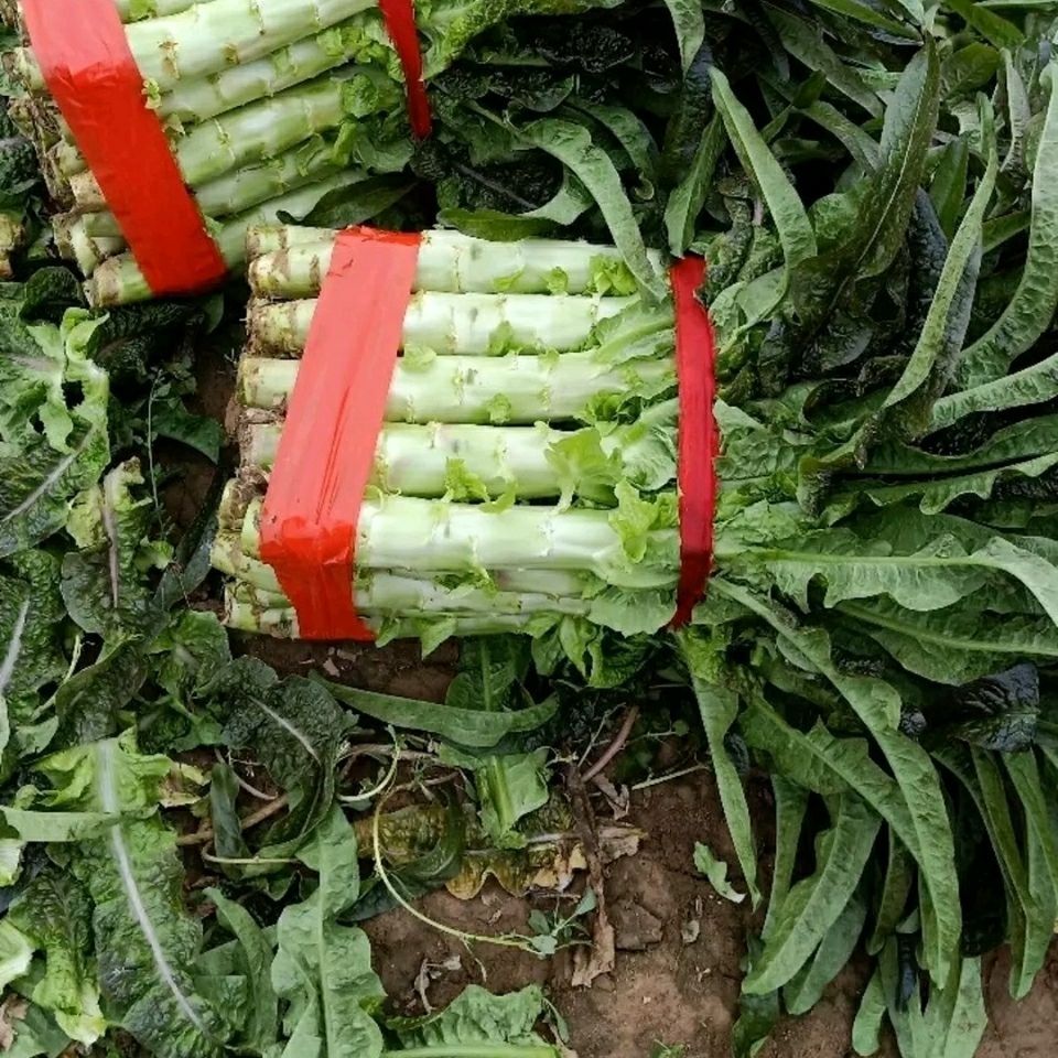 南方蔬菜农家自种紫叶莴笋带叶发货莴苣贡菜保证新鲜现砍现发青笋