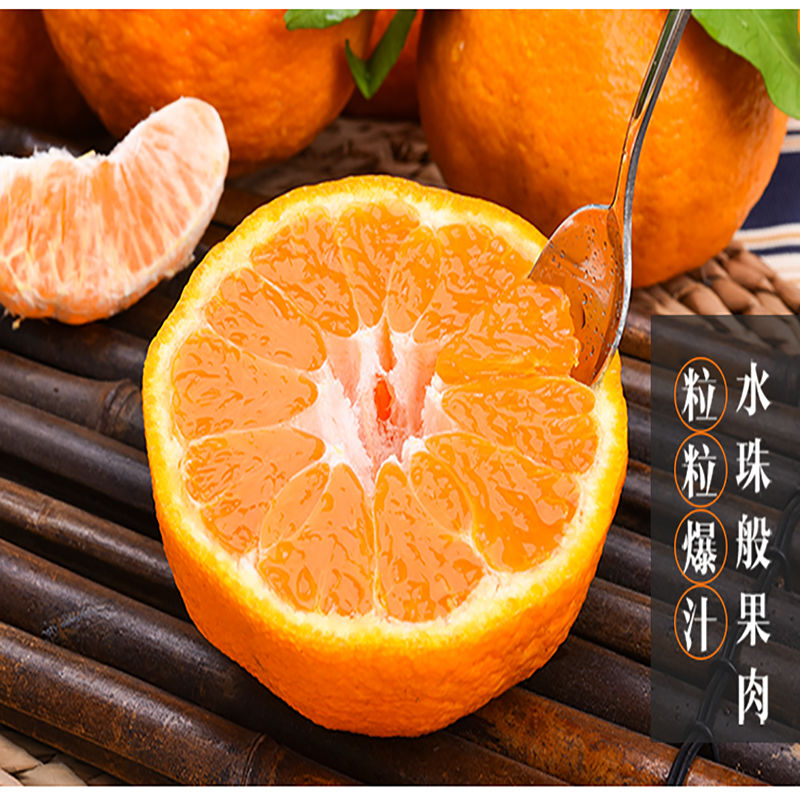 不知火丑橘和春见耙耙柑哪个好吃(春见耙耙柑和不知火丑橘的区别)