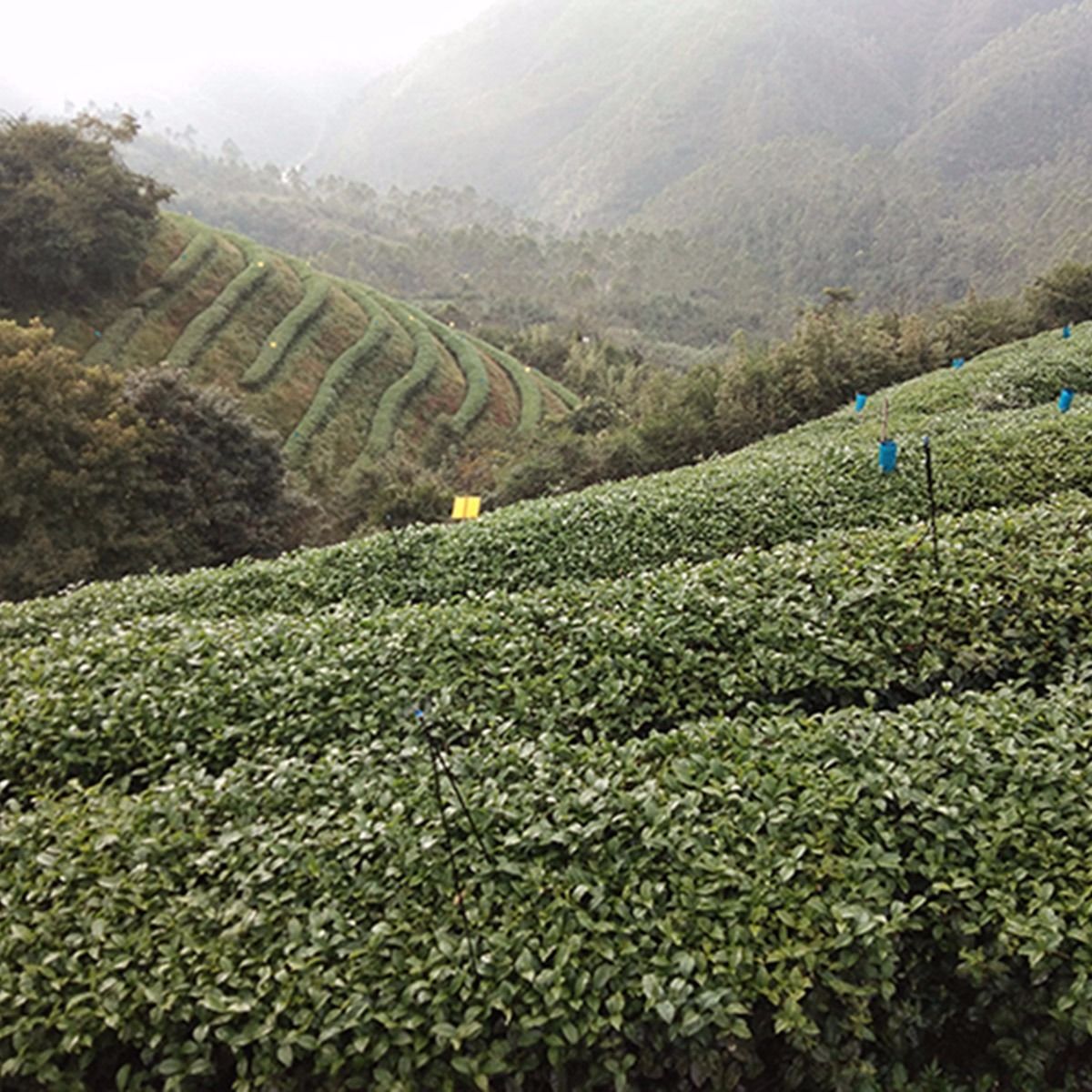 平和县特产春雾峰白芽奇兰茶两盒毛重500克50小包正宗原产地