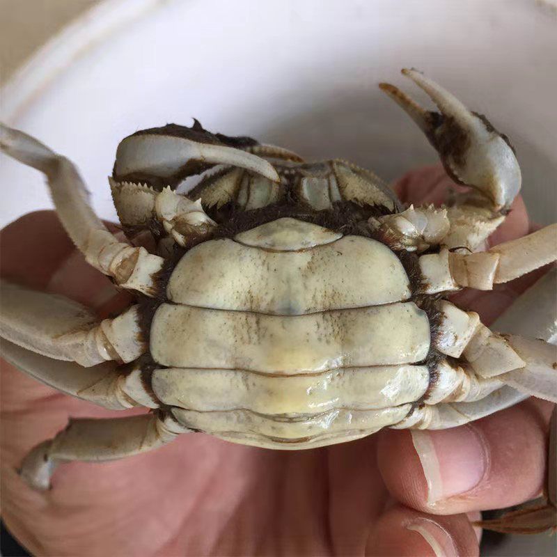 抢全母35只大闸蟹鲜活活体二元蟹0.5-0.7两小螃蟹三元蟹河蟹毛蟹
