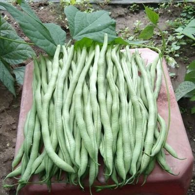 云南农家四季豆新鲜蔬菜芸豆角无茎豆新鲜四季豆角现摘现发3/5斤