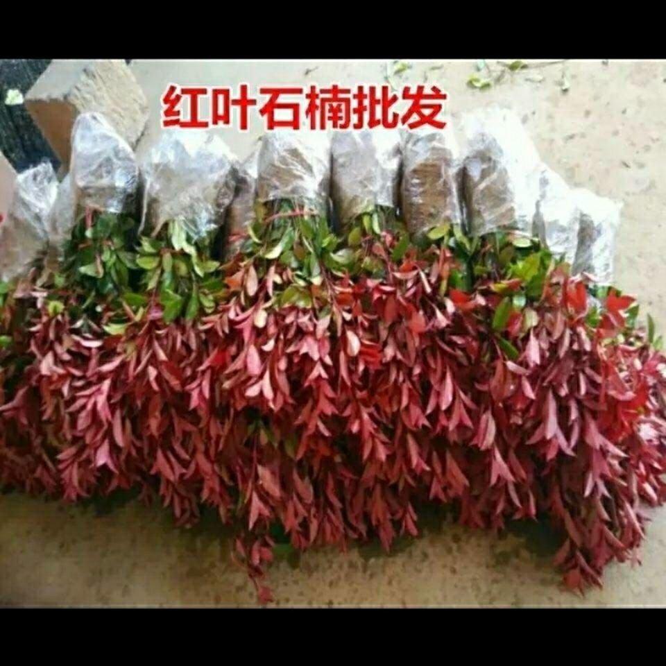 红叶石楠树苗批发庭院绿篱四季常青彩色红罗宾色块绿化工程苗木 虎窝拼