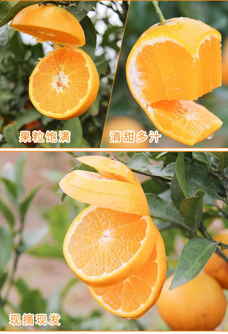 【助农·橙子】新鲜橙子高山甜橙现摘新鲜水果10斤3/5斤非麻阳冰糖橙【价格 图片 正品 报价】-邮乐网
