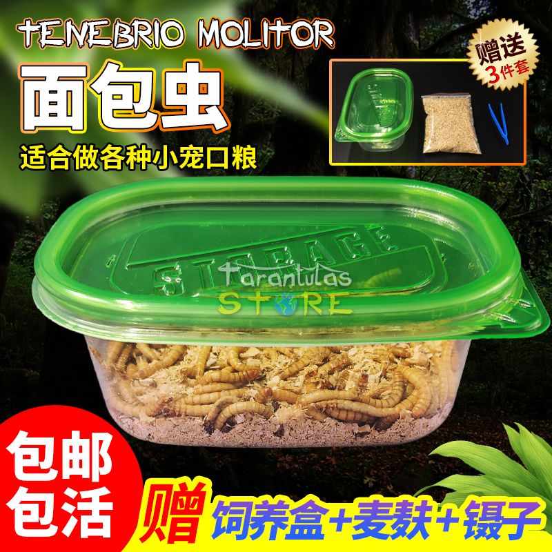 面包虫黄粉虫活体蜘蛛蝎子乌龟守宫角蛙画眉鸟热带鱼金鱼活饵饲料 2月16日发完 虎窝拼