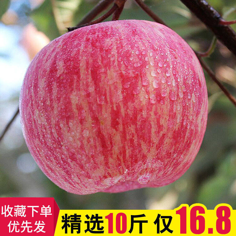新鲜水果红富士苹果脆甜多汁丑苹果孕妇水果带箱10斤装非冰糖心
