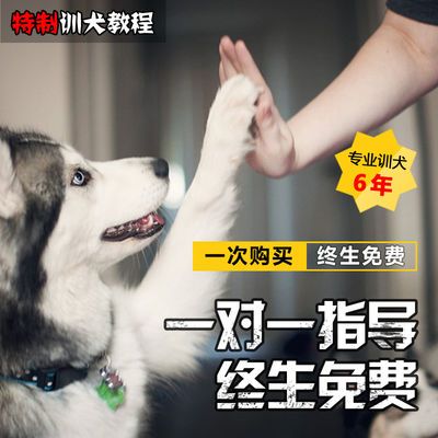 训狗宠物狗家养狗训练习惯培养视频教程训犬技巧培训教学狗狗课程