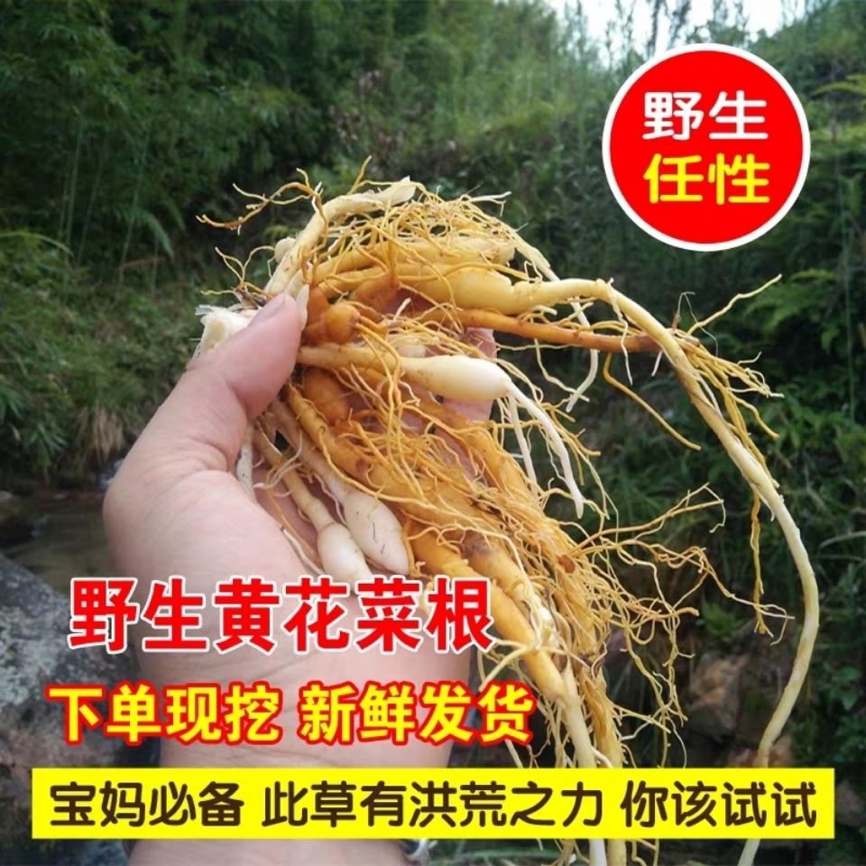 野生黄花菜根 500g新鲜黄花菜根干货金针根萱草根正品黄花菜苗根