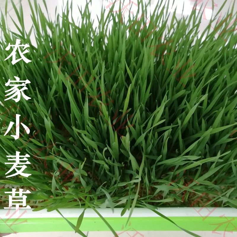 芽苗菜种子小猫草小麦草种籽水培榨汁麦芽糖无土栽培四季蔬菜包邮