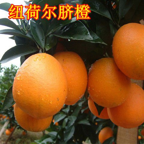 自家种植赣南脐橙 991c9800-b653-460e-bec4-d8dd7adb0aba.jpg