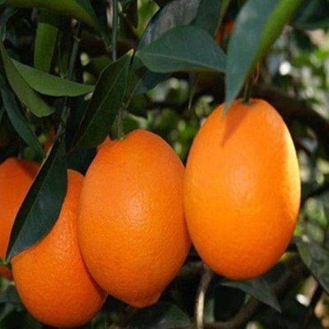 自家种植赣南脐橙 b903ff5d-5245-4639-8ee6-dc474abcf136.jpg