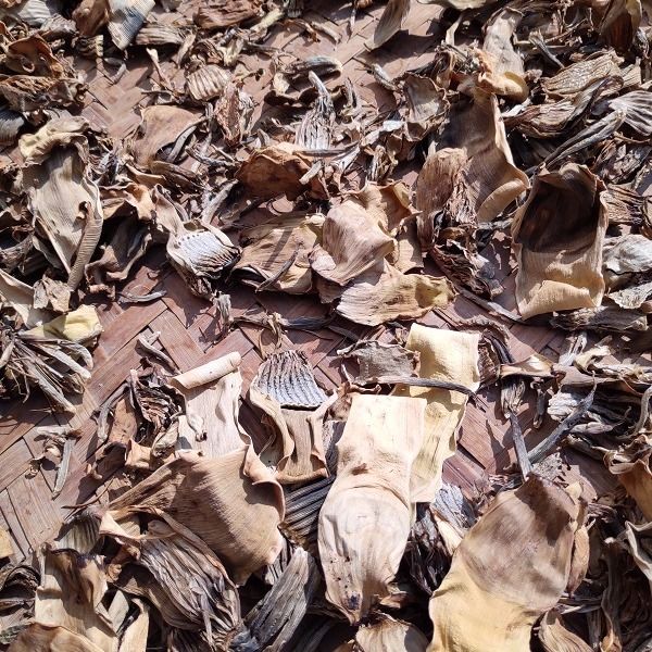 野生芭蕉花干云南西双版纳干野生芭蕉花芭蕉衣纯野生自然阳光晾晒
