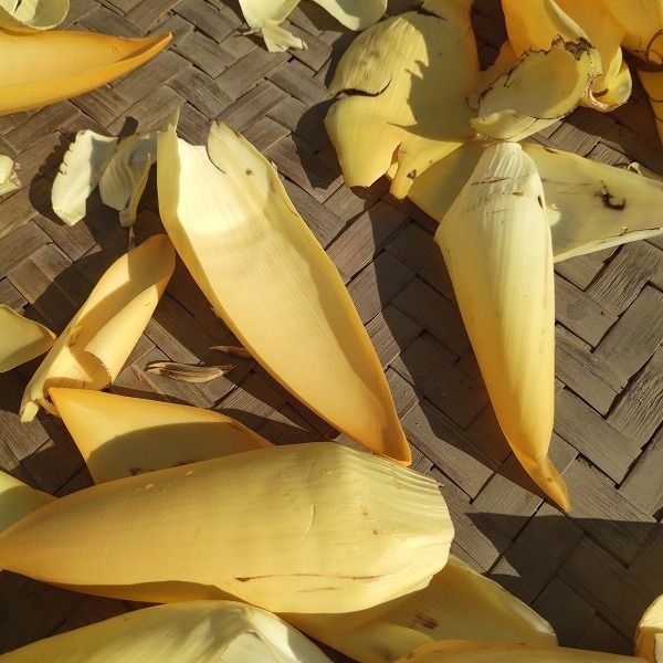 野生芭蕉花干云南西双版纳干野生芭蕉花芭蕉衣纯野生自然阳光晾晒