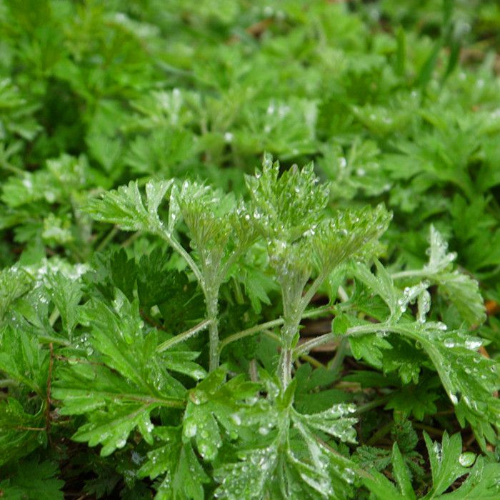 香艾草种子四季种驱蚊泡澡食用艾蒿种籽野生香草药用艾绒阳台盆栽