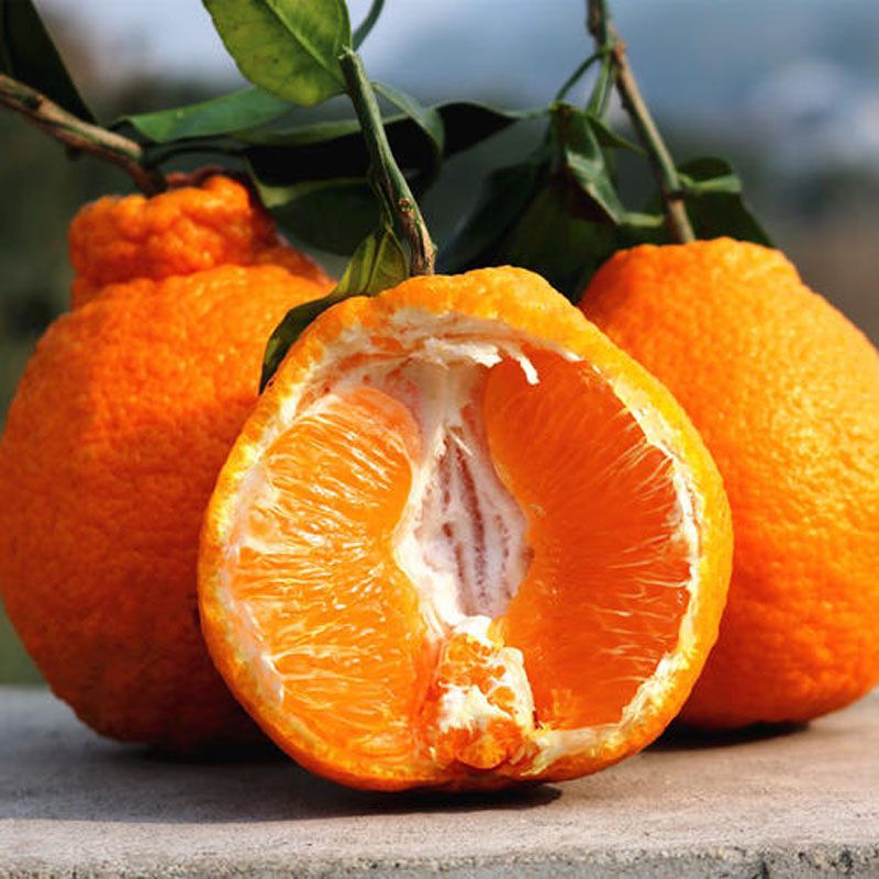 四川丑橘不知火丑八怪橘子新鲜孕妇水果当季桔子柑橘丑柑丑桔