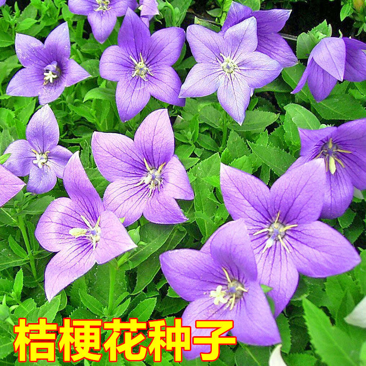 洋桔梗种子春秋播阳台盆栽四季播开花不断桔梗花种子易活易种花卉