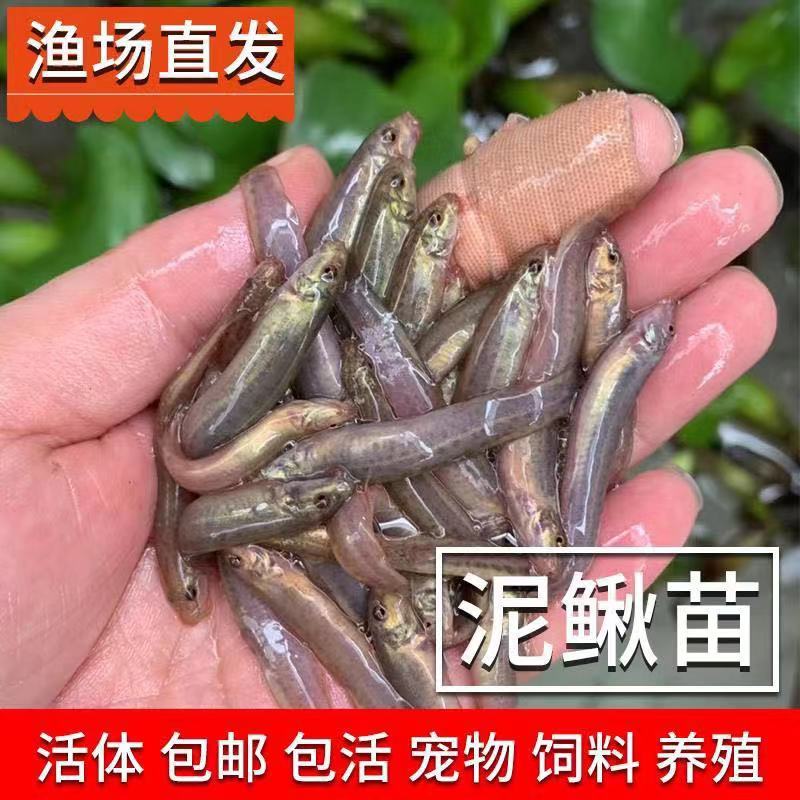 泥鳅鱼裸鲤鱼鲶鱼青鱼黑鲈鱼黄辣丁罗非淡水养殖食用乌鱼苗