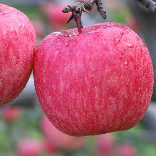 苹果水果新鲜红富士水果现摘苹果脆甜丑现货脆苹果大果10斤包邮