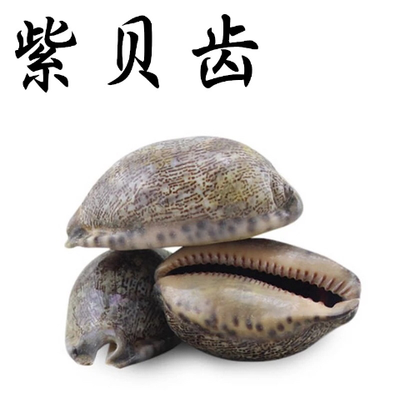 紫贝齿500克250克包邮