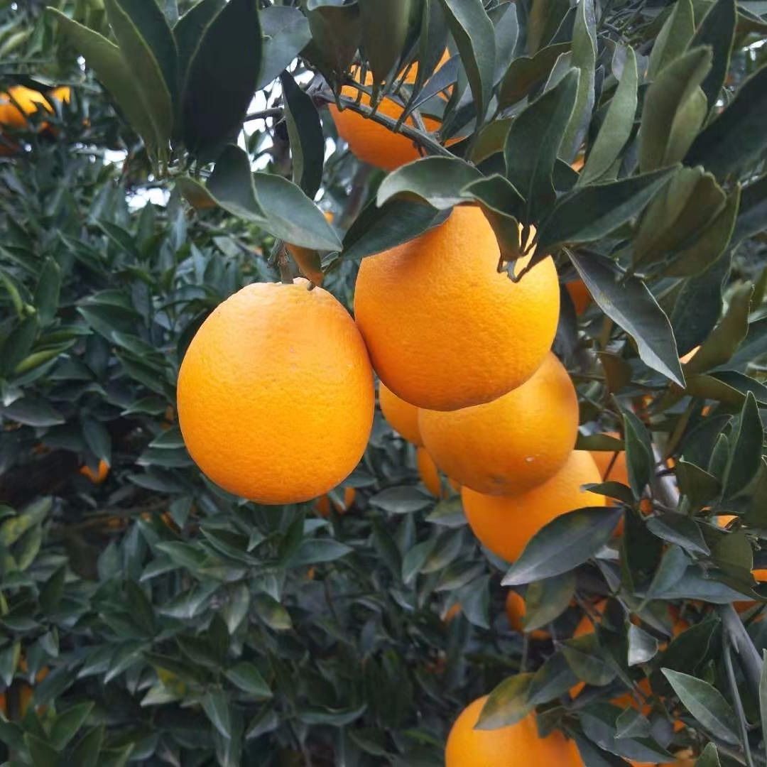 脐橙和耙耙柑谁更抗冻(橙子和耙耙柑营养一样吗)