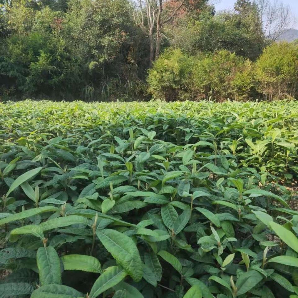 枇杷苗,江西苗圃基地,枇杷苗批发零售,绿化行道树种植
