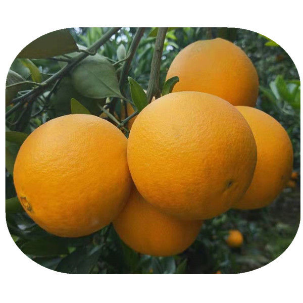 包邮金堂脐橙子孕妇儿童零食应季新鲜水果10斤多规格非耙耙柑丑橘