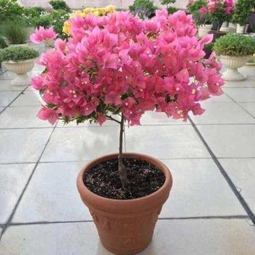 盆栽花卉鲜花 32a3f014-f658-4ca1-aa4d-f2e87636b178.jpg