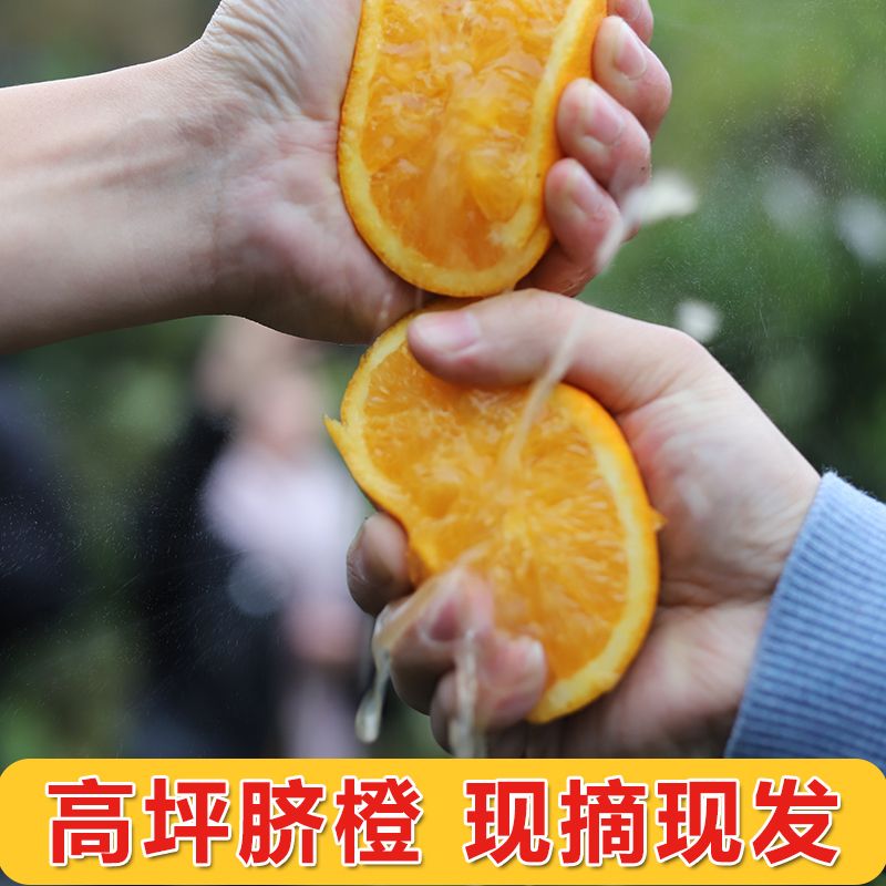 四川脐橙水果新鲜10斤橙子非赣南橙子5斤3斤果园直发高坪甜橙柑子