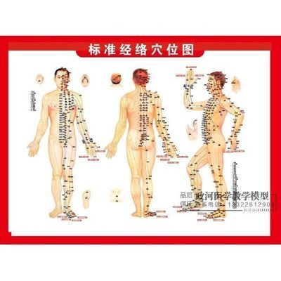标准经穴部位图中医人体穴位大挂图艾疗经络针灸拔罐刮痧穴位图