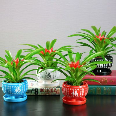 盆栽花卉绿植室内 b6191dcf282e06cda9229c91f45f1b29.jpeg