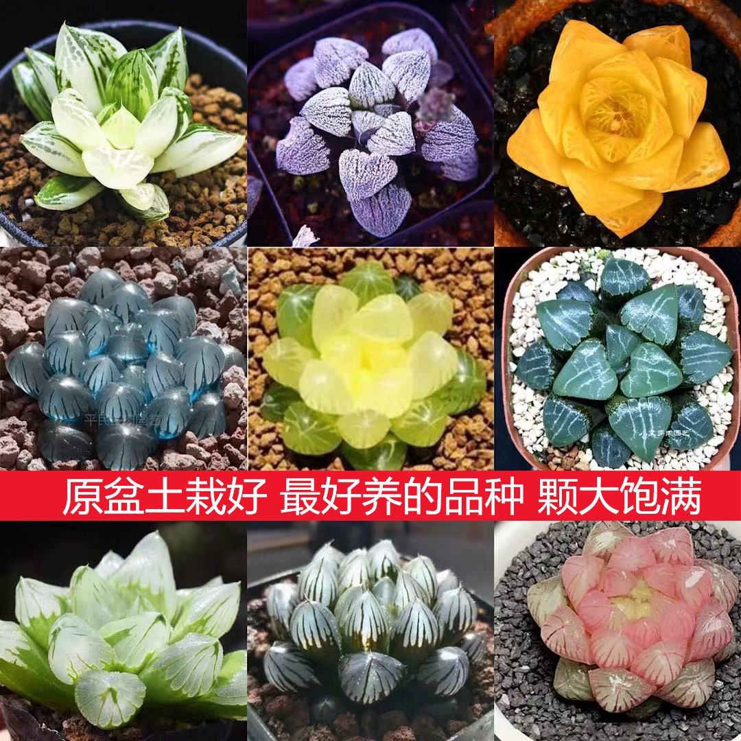 多肉多肉植物玉露十二卷琥珀水晶玉露黄金玉露室内绿植花卉盆栽 8月14日发完 虎窝拼