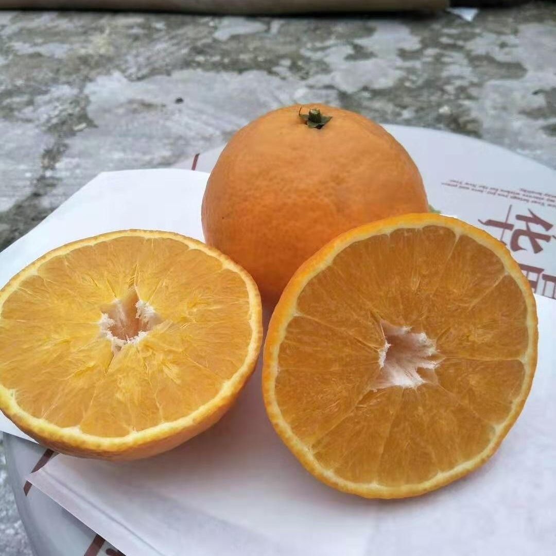 春见柑橘品种介绍图片大全视频欣赏(春见柑橘品种介绍图片大全视频欣赏高清)