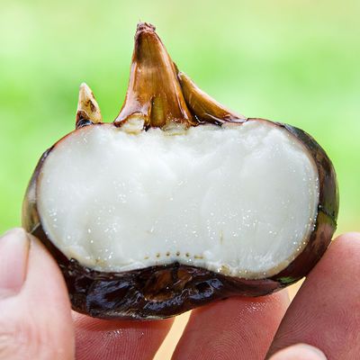 湖北马蹄新鲜荸荠现挖农家水果当季蔬菜饽荠马蹄果3/5/9斤包邮