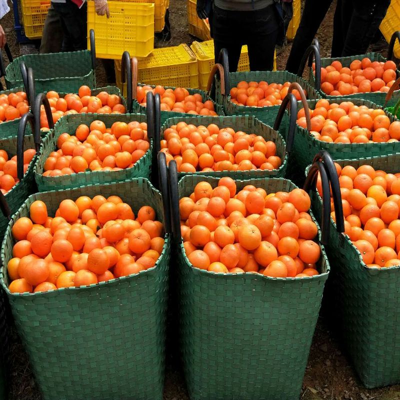 广西武鸣沃柑桔子薄皮橘子整箱批发新鲜3/5/8/9斤非皇帝柑水果